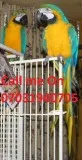 Blue and gold macaws ready 