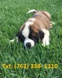 Mlejh st bernard puppies for sale 