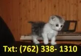  favourite munchkin kittens for sale