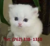Fantastic persian kittens for sale