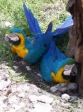 Tame baby blue & gold macaw parrots