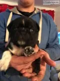 Beautiful boy bobby akc pug registered