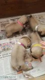 Akc registered fawn pug puppies
