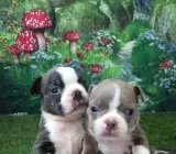 Champagne and white akc boston terrier