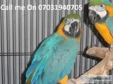 Two blue and gold macaws hand reared tam