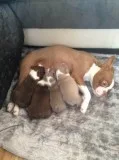 Stunning healthy boston terrier puppies
