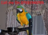 Blue and gold macaw parrots for sale
