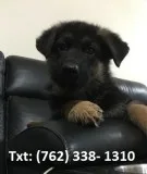 Zkcp german sherpherd puppies for sale 