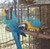 Blue and gold macaw parrots for sale