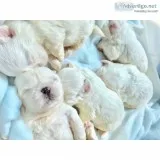 Rare pedigreed blue eyed shih tzu