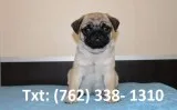 Mtnb pug puppies