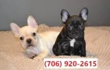 ~~ akc registered french bulls pups now~