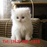 Effectual persian kittens for sale
