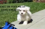 Mnbbb cute maltese puppies for sale 