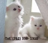Efficient persian kittens for sale