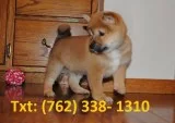 Lofn shiba inu puppies for sale 
