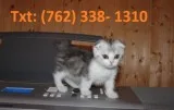 Feasible munchkin kittens for sale