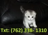  fabulous munchkin kittens for sale