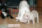 Playful male and female french bulls now