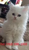 Effective persian kittens for sale