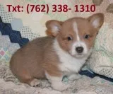 Mvdn pembroke welsh corgi puppies