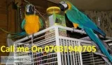 Well tamed blue and gold macaw parrots f