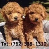 Wnrt mini/toy poodle puppies for sale 