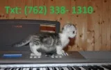 Favourable munchkin kittens for sale