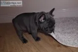 Stunning blue french bulldog puppies