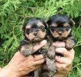 Cute yorkie puppies ready to go now