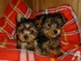 Yorkie puppies available for sale 
