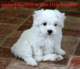 Stunning teacup maltese puppies ready