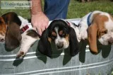 Quality registered basset hound puppies