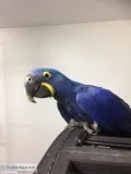 Hyacinth mcaw parrot available
