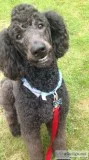 Standard poodle stud