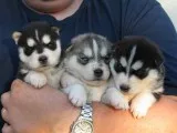 Sweet siberian husky boy