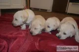 Akc yellow lab pups