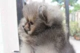 4 breath pomeranian puppy