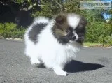 6 cute pomeranian pups