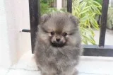6 t cup pomeranian puppies