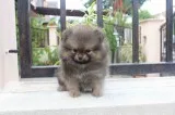 9 akc teacup-size pomeranian puppies