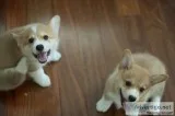 Brown and white corgi puppies now
