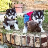 Lovely 11 weeks old pomsky puppies