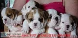 Amazing english bulldog puppies ready