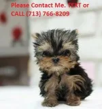 Cute teacup yorkie puppies ready 