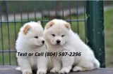 Chow chow puppies ready now