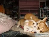 Doll faces male and female corgis left~~