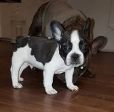 Darlin akc register french bulldog puppy