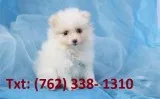 Thurm pomeranian puppies for sale