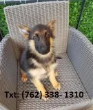 Vfoj german shepherd puppies for sale